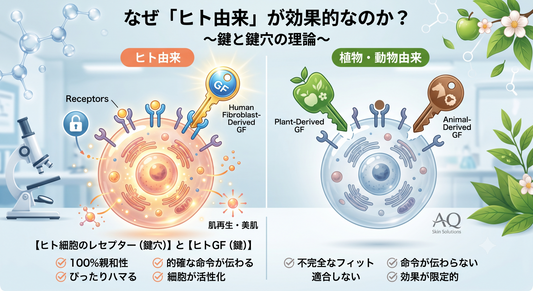 植物由来や動物由来のGFではダメなの？ヒト由来成分の安全性と親和性