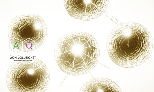 “幹細胞”だけじゃ不十分？肌再生を導く「線維芽細胞由来グロースファクター」